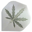 PolyMet - White Pot Leaf 